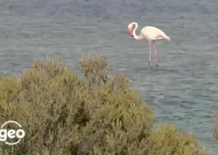 Margherita * 夸尔图-圣埃莱娜