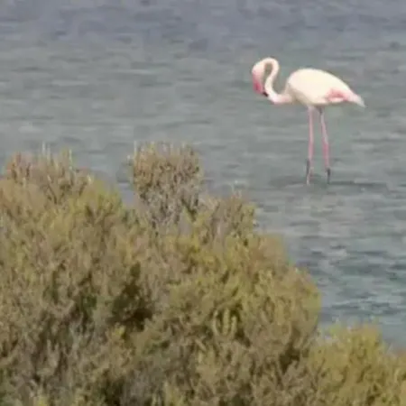 Margherita * Quartu Sant'Elena